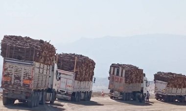 Şırnak ormanlarında ağaç kesimi devam ediyor: Orman alanları azalıyor!