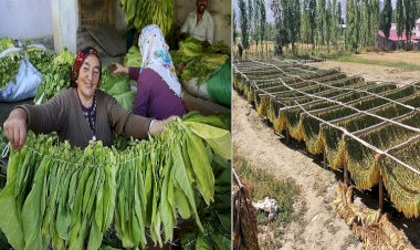 Muş, Bitlis ve Batman'dan ABD’ye Virjinya tütünü ihraç edilecek