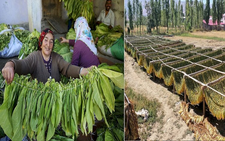 Muş, Bitlis ve Batman'dan ABD’ye Virjinya tütünü ihraç edilecek