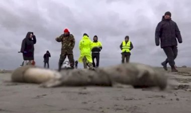 Hazar Denizi kıyısında 2 bin 500 civarında fok ölü bulundu