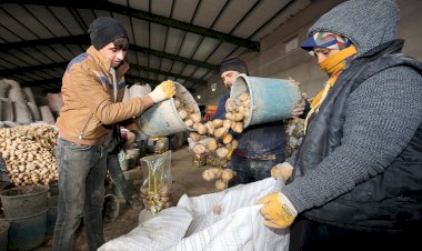 Ahlat, Türkiye'nin patates ihtiyacının yüzde 5'ini karşılıyor