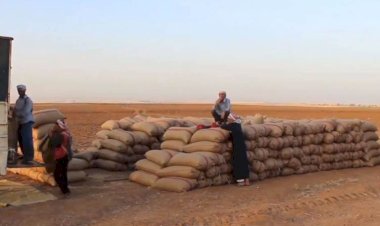 Amerika bu yıl da Rojava’ya buğday tohumu gönderiyor