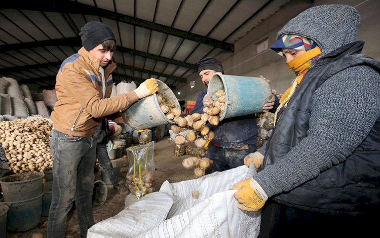 Ahlat, Türkiye'nin patates ihtiyacının yüzde 5'ini karşılıyor