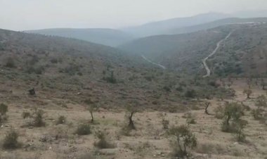 Efrin'de ormanlık alanda ağaçların tamamı kesildi