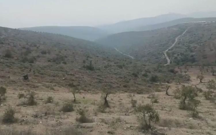 Efrin'de ormanlık alanda ağaçların tamamı kesildi
