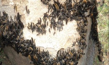 Şırnak’ta tırtıl istilası