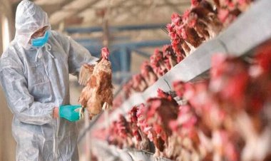 Türkiye'nin İki ilinde kuş gribi alarmı: 6.5 milyon kanatlı hayvan itlaf edildi