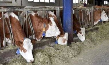 Siirt'te şap hastalığı: Hayvan giriş ve çıkışı yasaklandı