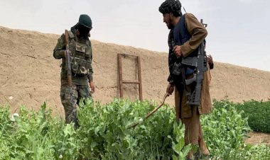 Taliban, Afganistan'da kenevir ekimini yasakladı