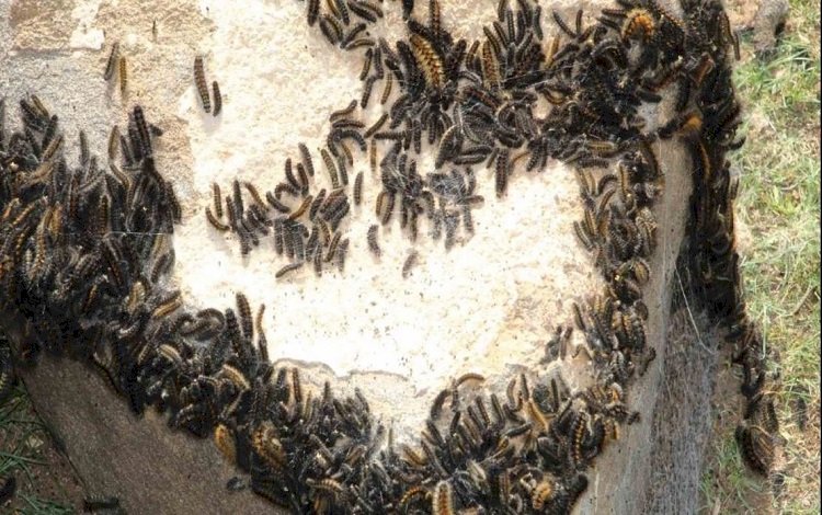 Şırnak’ta tırtıl istilası