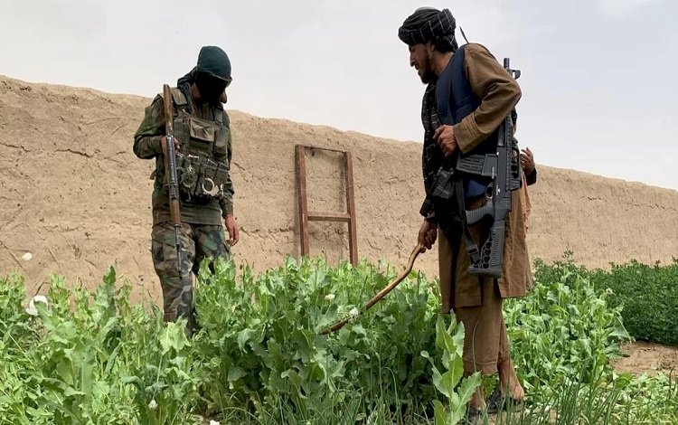 Taliban, Afganistan'da kenevir ekimini yasakladı