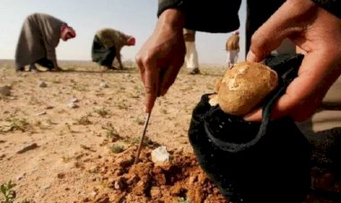 IŞİD mantar toplamaya giden 31 sivili öldürdü