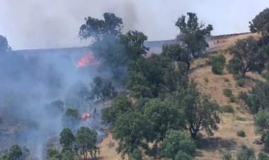 Operasyonlar nedeniyle Amedi ormanları bir haftadır yanıyor