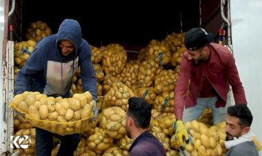 Kürdistan Bölgesi’nde üretilen yüzlerce ton patatesler BAE pazarında
