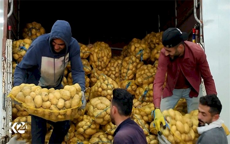 Kürdistan Bölgesi’nde üretilen yüzlerce ton patatesler BAE pazarında