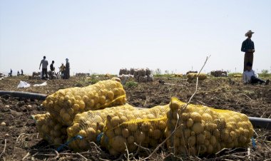 Kürdistan Bölgesi körfez Ülkelerine patates ihraç etmeye başladı