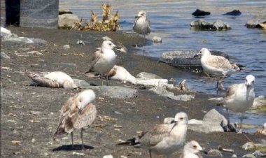 Van Gölü’ndeki martı ölümleri tedirginlik yarattı