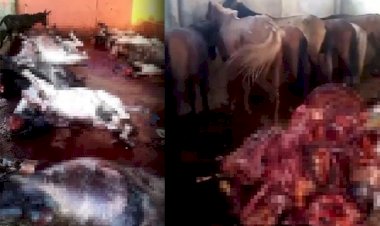 Adana'da 12 Kesilmiş Eşek ve 6 At Ele Geçirildi