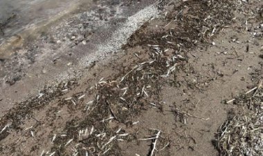 Dersim’de binlerce ölü balık kıyıya vurdu