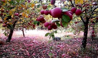 Kürdistan Bölgesi Berwari elmalarını ihraç etmeye hazırlanıyor