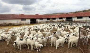 Bingöl'de ahıra giren kurtlar 50 kuzuyu öldürdü