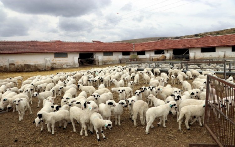 Bingöl'de ahıra giren kurtlar 50 kuzuyu öldürdü