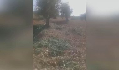 Efrin'e yerleştirilen Araplar Ezidi Kürtlerin zeytinliklerini yağmaladı
