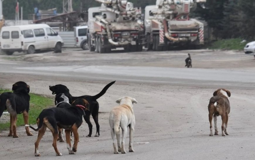 Adana'da bir kadın sahipsiz köpeklerin saldırısında hayatını kaybetti