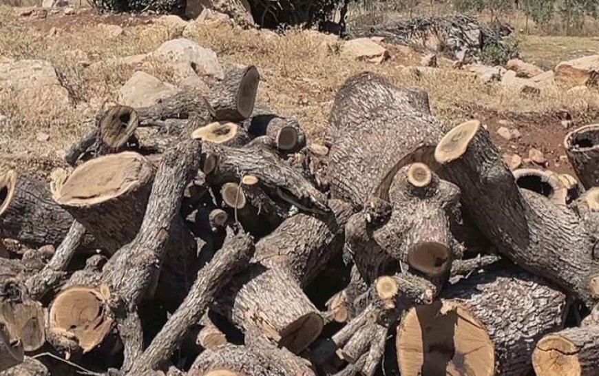 Şırnak’ın Uludere ilçesinde her gün yüzlerce ağaç kesiliyor