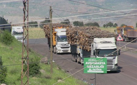 Şırnak Barosu: Ağaç kesimine karşı 8 bin imza topladık