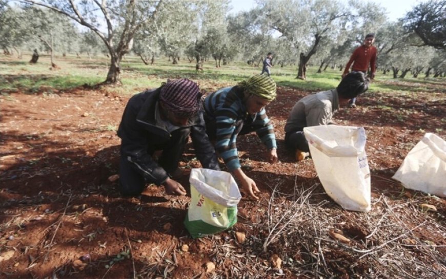 Efrin’de silahlı gruplar Kürt vatandaşın bin zeytin ağacına el koydu