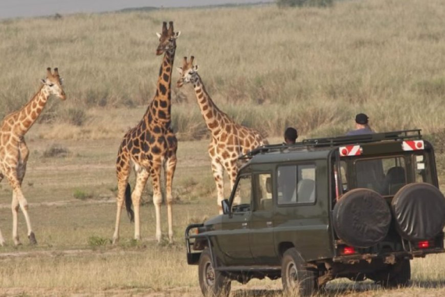 Ruanda – Ak agera Ulusal Parkı