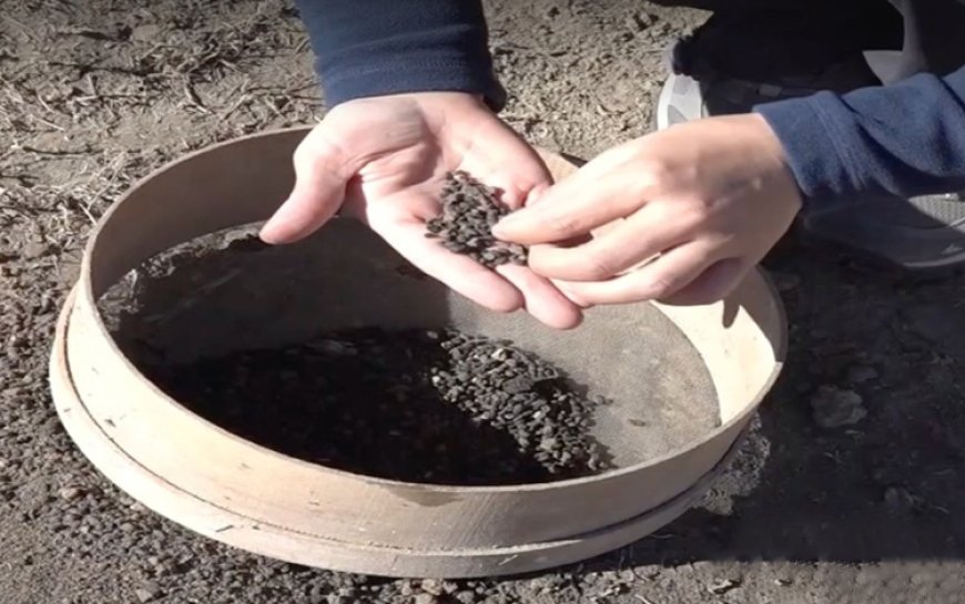 Van'da 5 bin yıllık arpa taneleri bulundu