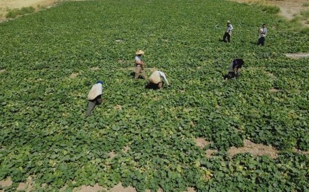 Alman STK’dan Kürdistanlı çiftçilere 3 bin euro hibe desteği