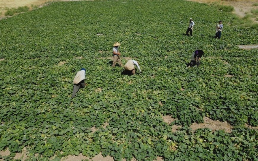 Alman STK’dan Kürdistanlı çiftçilere 3 bin euro hibe desteği