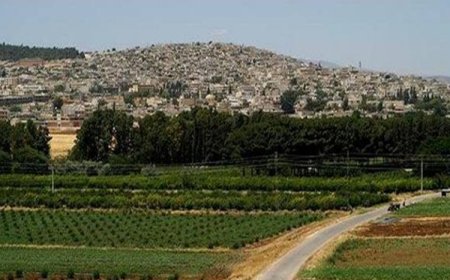 Efrin'de Kürtlerin topraklarına yerleştirilen Araplar, sumakları çalıp satıyor